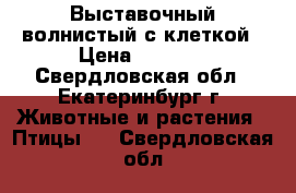 Выставочный волнистый с клеткой › Цена ­ 4 000 - Свердловская обл., Екатеринбург г. Животные и растения » Птицы   . Свердловская обл.